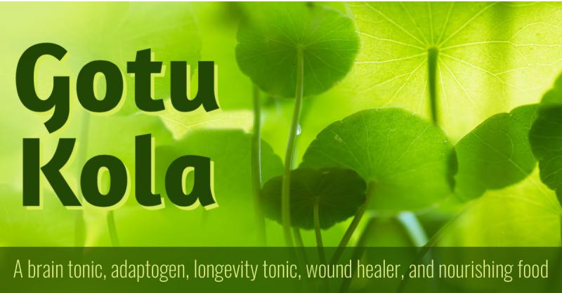 Gotu Kola: A brain food, adaptogen, longevity tonic, wound healer, and nourishing food